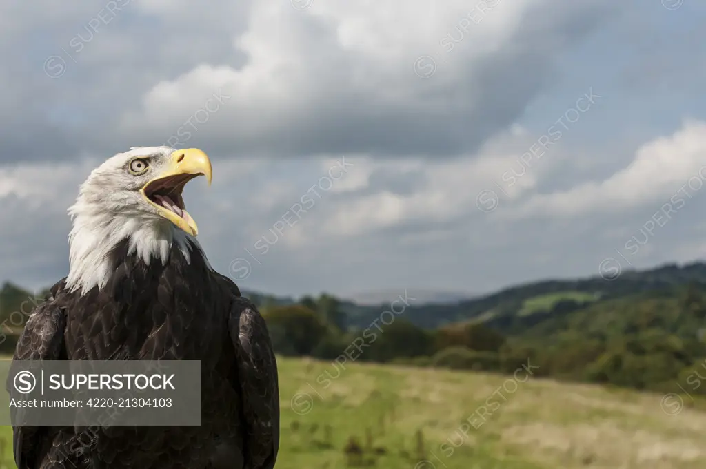 Bald Eagle  with open mouth (controlled conditions) .     Date: 