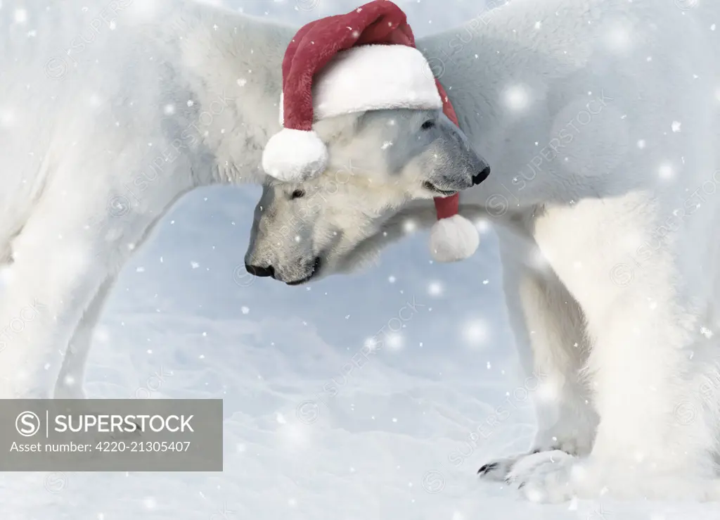 Polar Bear  male &amp; female in the snow  wearing Christmas hats. Digital Manipulation     Date: 