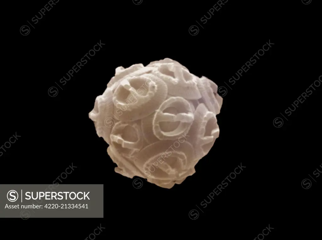 Scanning Electron Micrograph (SEM): Coccolithophore (Calcareous Nannoplankton), Gephyrocapsa oceanica.     Date: 