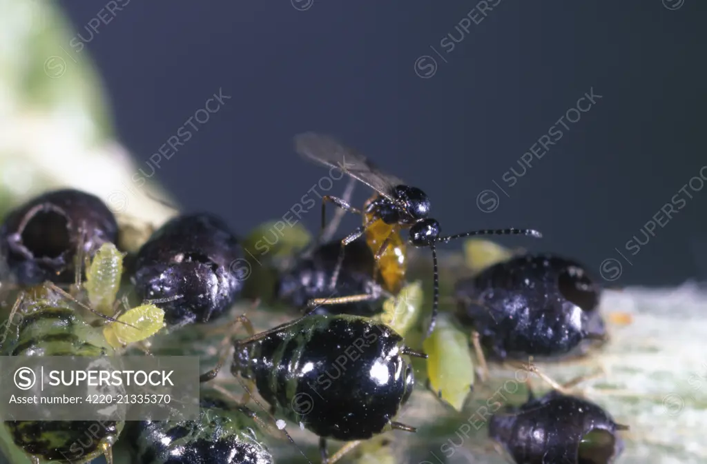 Parasitic Wasp inserting eggs inside a young aphid. This tiny parasitic wasp hones in on its prey by sensing the distress signals of infested plants as well as detecting the aphids honeydew secretions. Once there, it injects an egg into the aphid. When the egg hatches, the larvae begin to consume the pest from inside. The resulting wasp then emerges from the rear of the dead aphid to seek out other prey. Note the dead aphids previously parasitized by the same wasp larvae. Those parasite wasps 