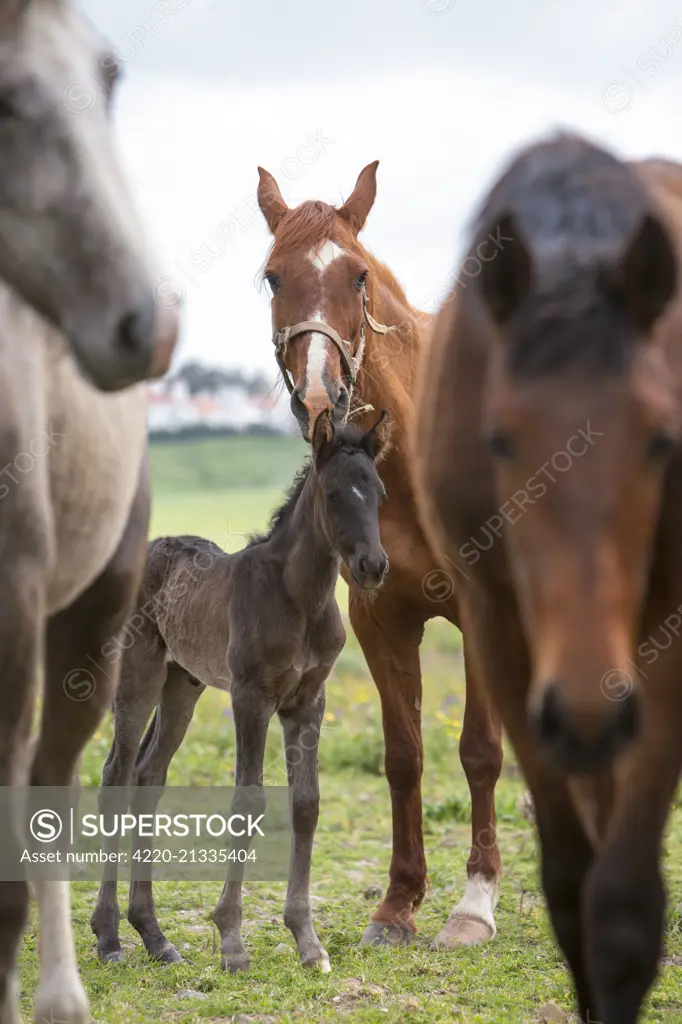 Lusitano Horses mare with young   Date: 