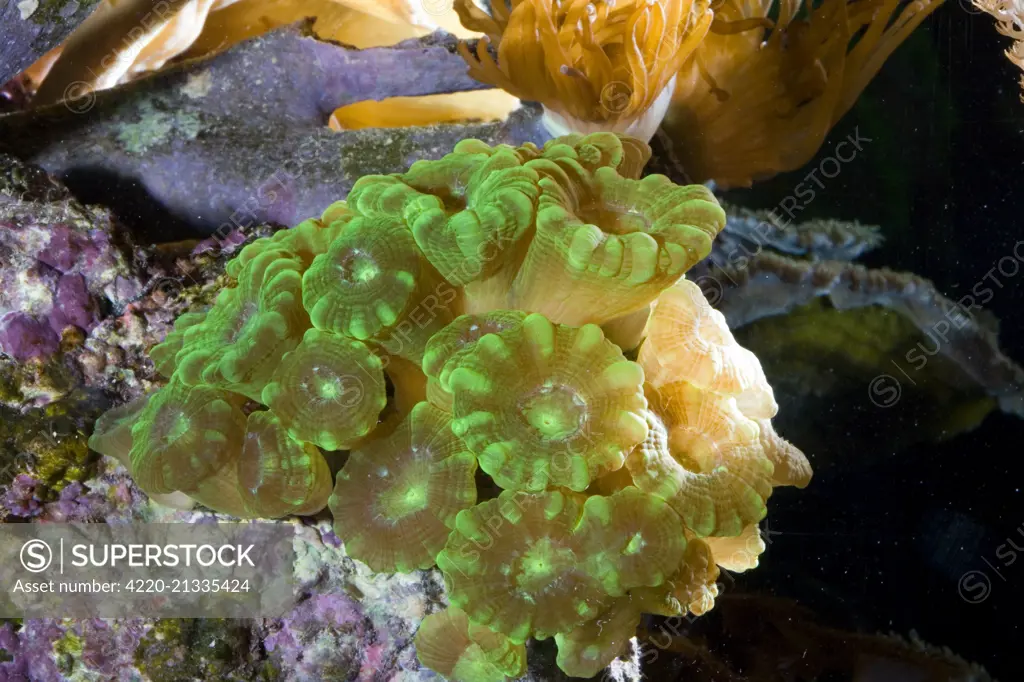 Trumpet / Torch / Candy Cane / Bullseye Coral photographed in aquarium     Date: 