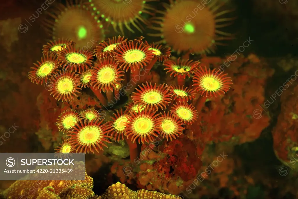 Zoanthid / Button Polyp Coral showing fluorescent colors when photographed under special blue light and filter photographed in aquarium     Date: 