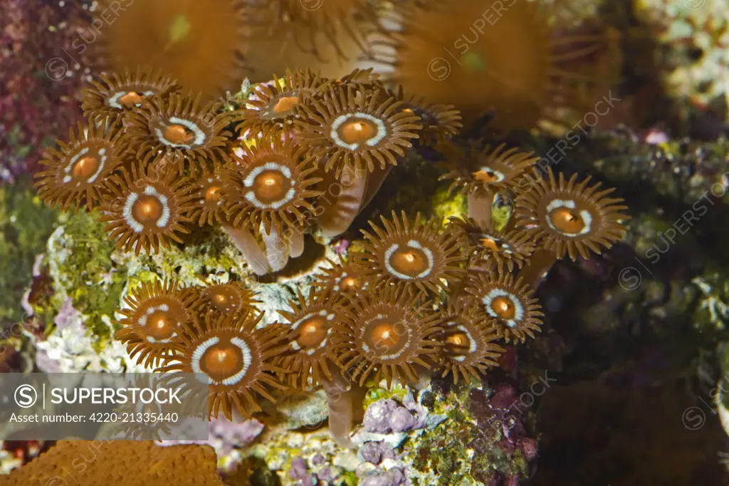 Zoanthid / Button Polyp Coral photographed in aquarium     Date: 