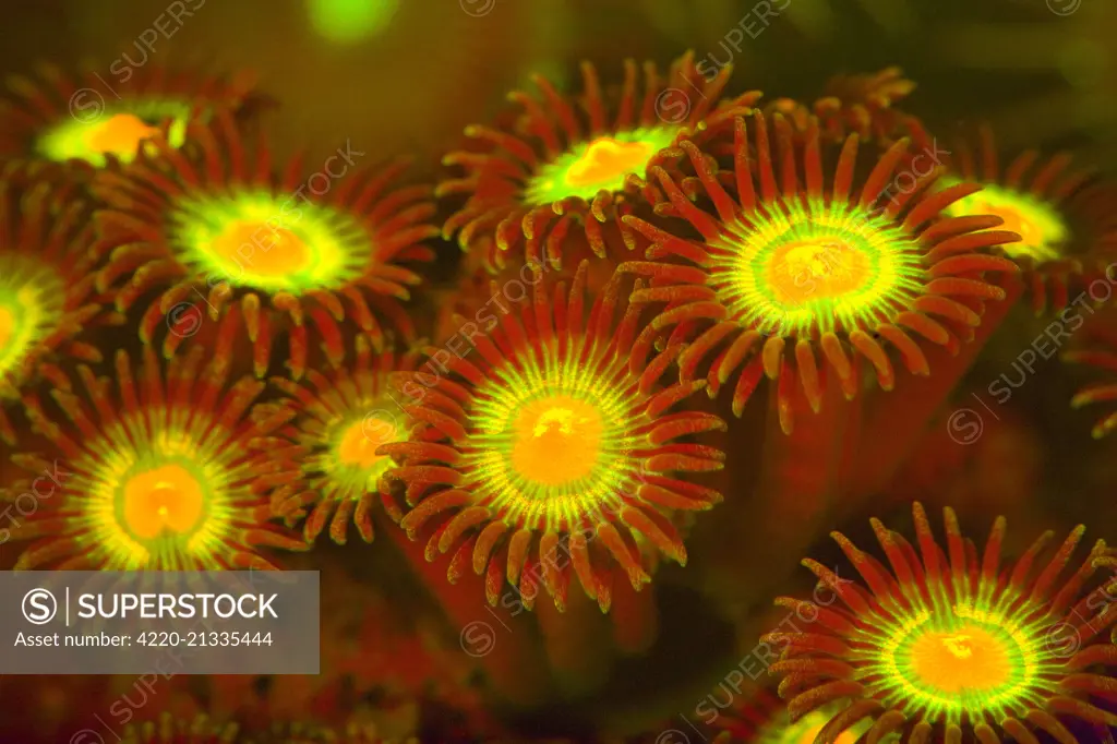 Zoanthid / Button Polyp Coral showing fluorescent colors when photographed under special blue light and filter photographed in aquarium     Date: 