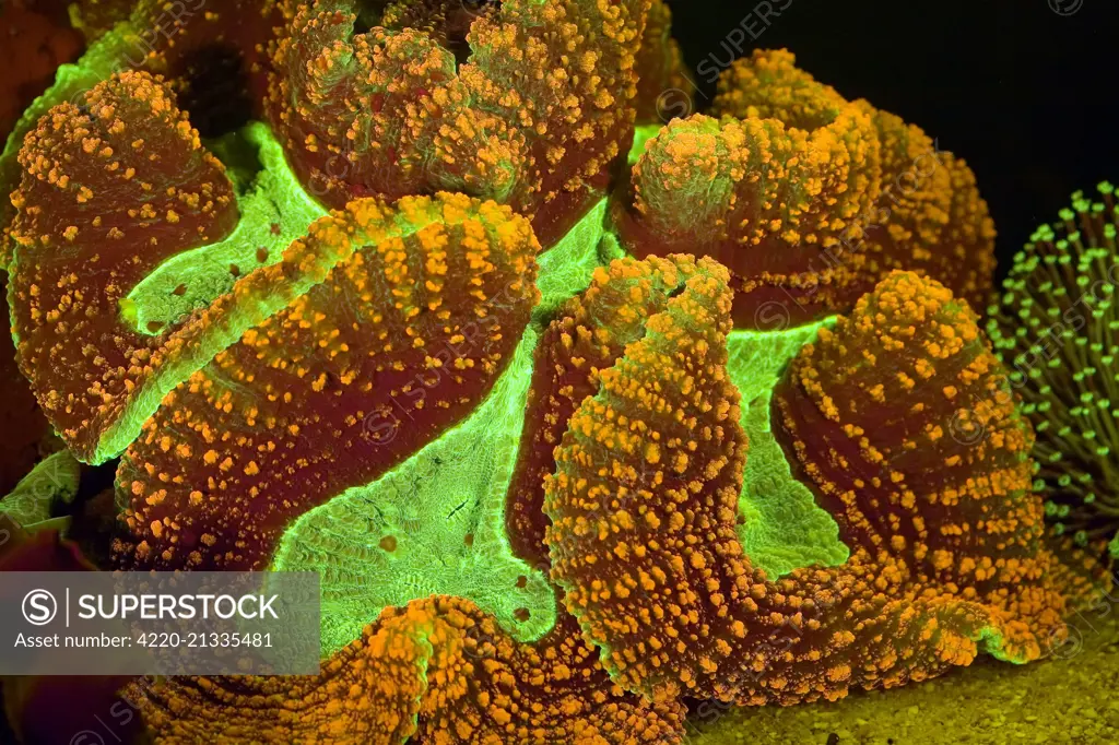 Open Brain / Folded Brain / Crater Coral showing fluorescent colors when photographed under special blue light and filter photographed in aquarium     Date: 