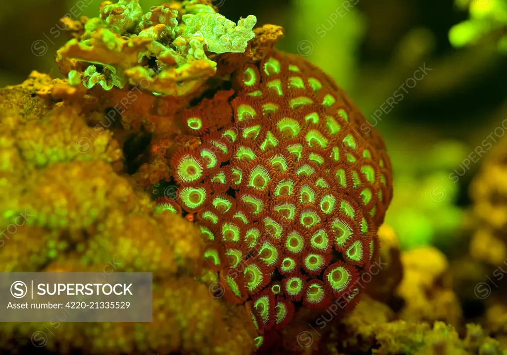 Zoanthid / Button Polyp Coral showing fluorescent colors when photographed under special blue light and filter photographed in aquarium     Date: 