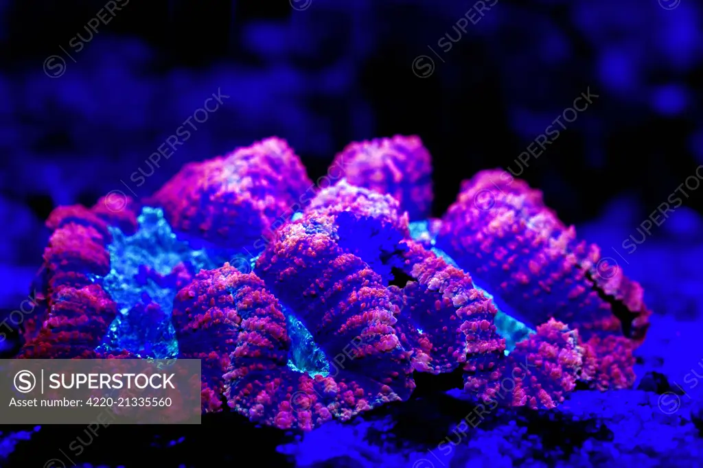 Open Brain / Folded Brain / Crater Coral showing fluorescent colors when photographed under special blue light and filter photographed in aquarium     Date: 