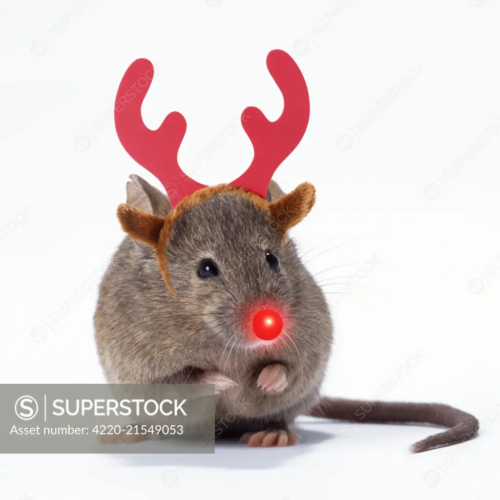 House Mouse  with reindeer antlers and Rudolf red nose  Digital Manipulation: Antlers JD  nose and background created     Date: 