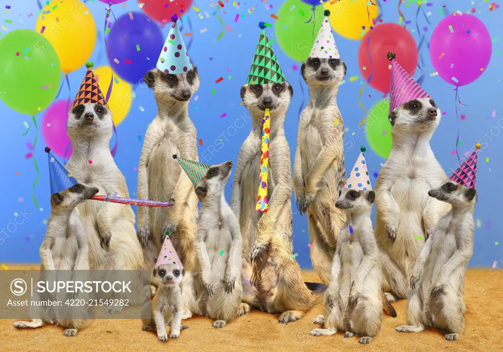 Meerkat / Suricate  family  adults and young wearing party hats with streamers confetti and balloons  Digital Manipulation: created from scratch  Meerkats hats balloons &amp; sand PAB  sky confetti streamers created Meerkat / Suricate  family  adults and young wearing party hats with streamers confetti and balloons  Digital Manipulation: created from scratch  Meerkats hats balloons &amp; sand PAB  sky confetti streamers created     Date: 