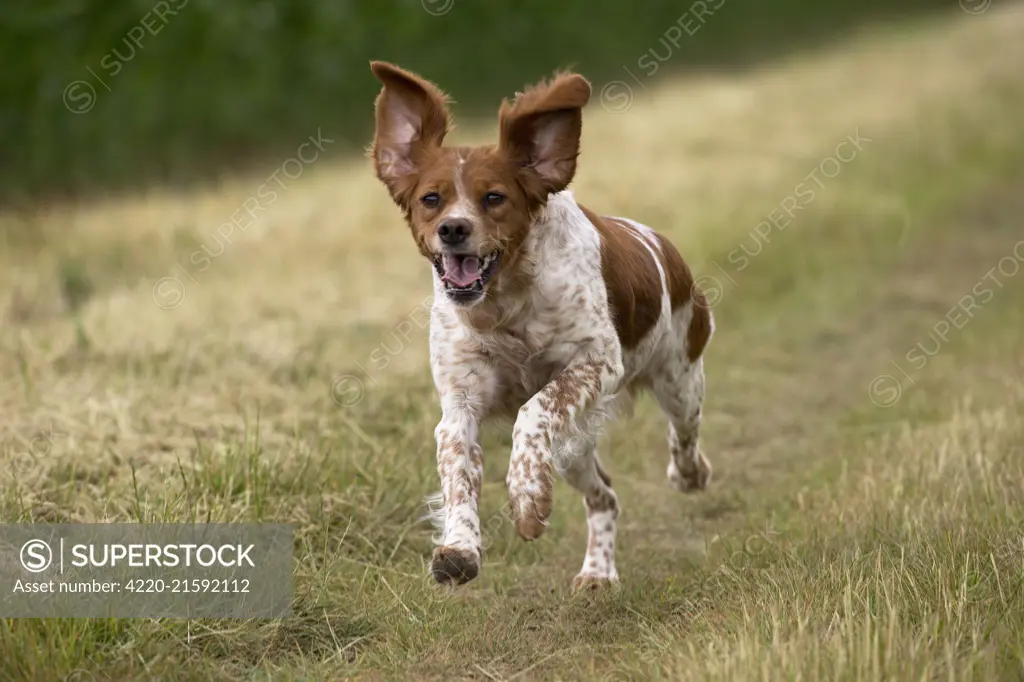 Dog Brittany Spaniel running     Date: 