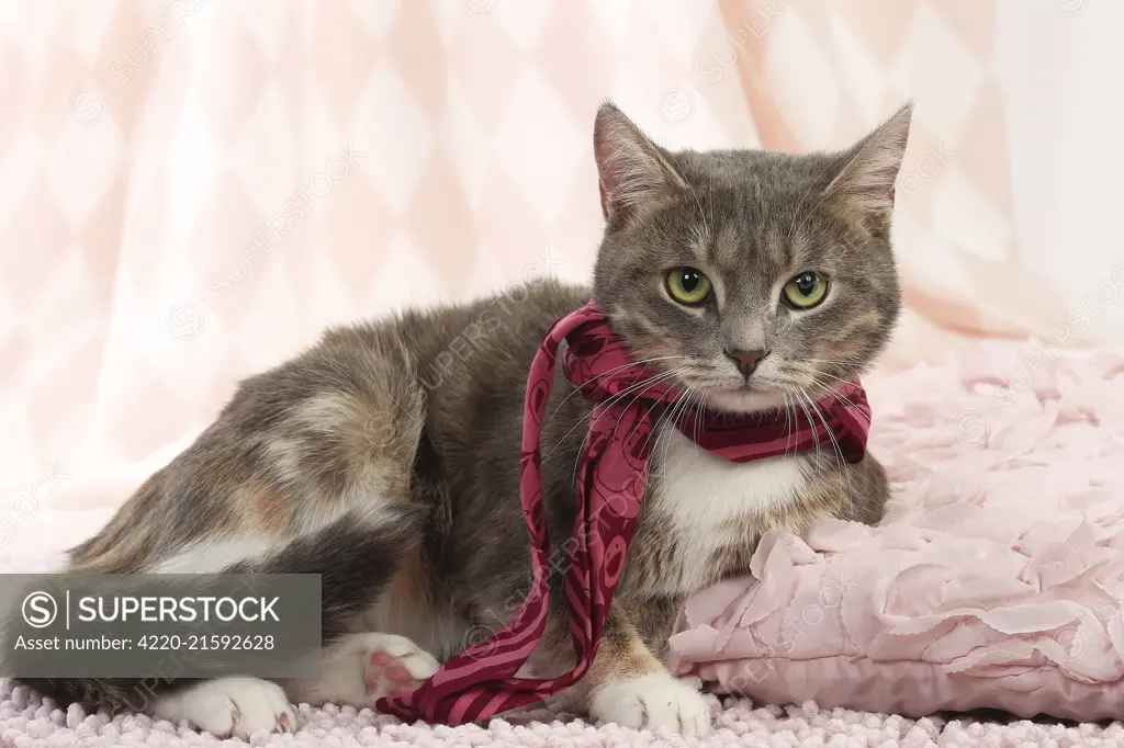 Domestic Cat wearing scarf     Date: 