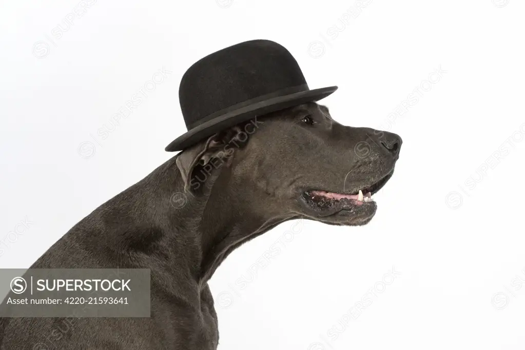 Dog Great Dane wearing a bowler hat     Date: 