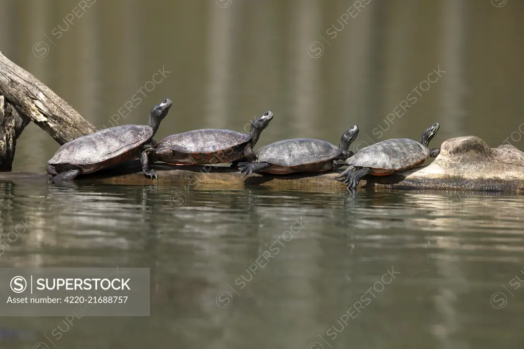 northern red-bellied turtles (Pseudemys rubriventris), Maryland, basking, also known as red-bellied cooter northern red-bellied turtles (Pseudemys rubriventris), Maryland, basking, IUCN redlist 'near threatened' species, also known as red-bellied cooter     Date: 