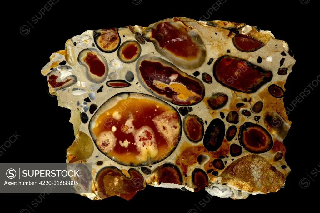 hertfordshire puddingstone, conglomerate, flint clasts in a silicious matrix, Hertfordshire, England     Date: 