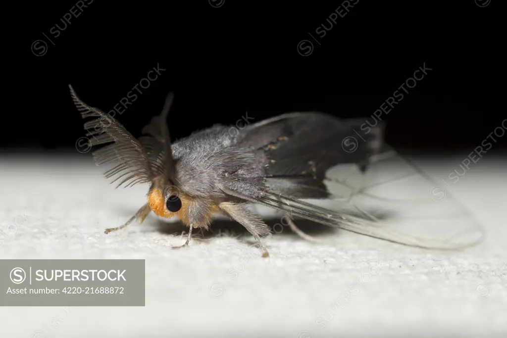 Slik Moth Slik Moth  Klungkung Bali Indonesia     Date: 