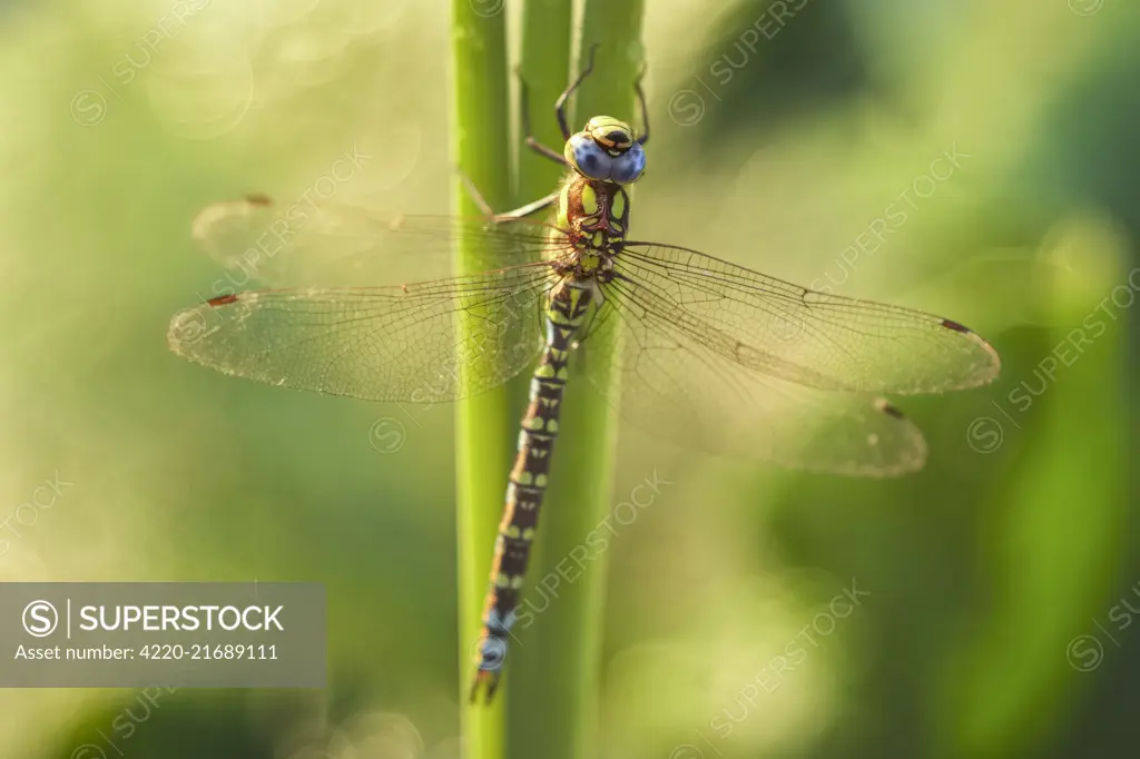 Southern Hawker Dragonfly, Norfolk UK     Date: 