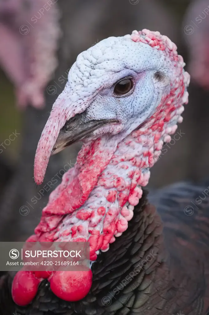 Norfolk Black Turkeys, Norfolk UK     Date: 