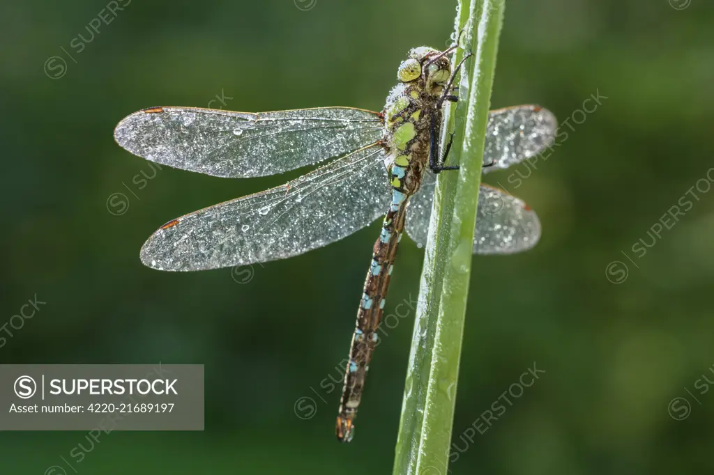 Southern Hawker Dragonfly, Norfolk UK     Date: 