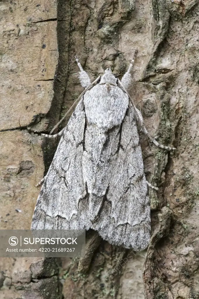 Grey Dagger Moth, Norfolk UK     Date: 