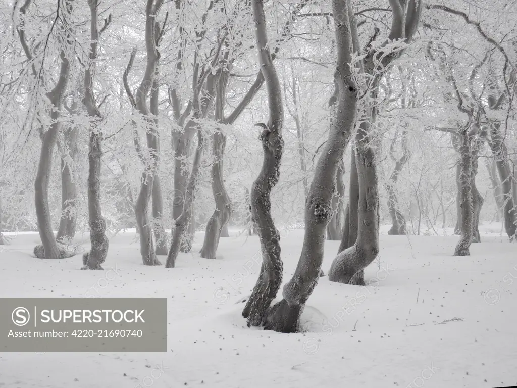 beech trees in winter with hoar frost,Bournak,Chech Republic     Date: 