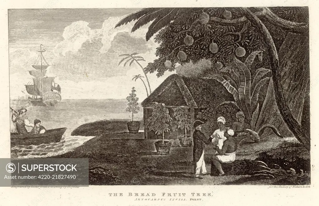 Mutiny on the Bounty - Bread fruit taken onto H.M.S.  Bounty by Captain Bligh         Date: 1789