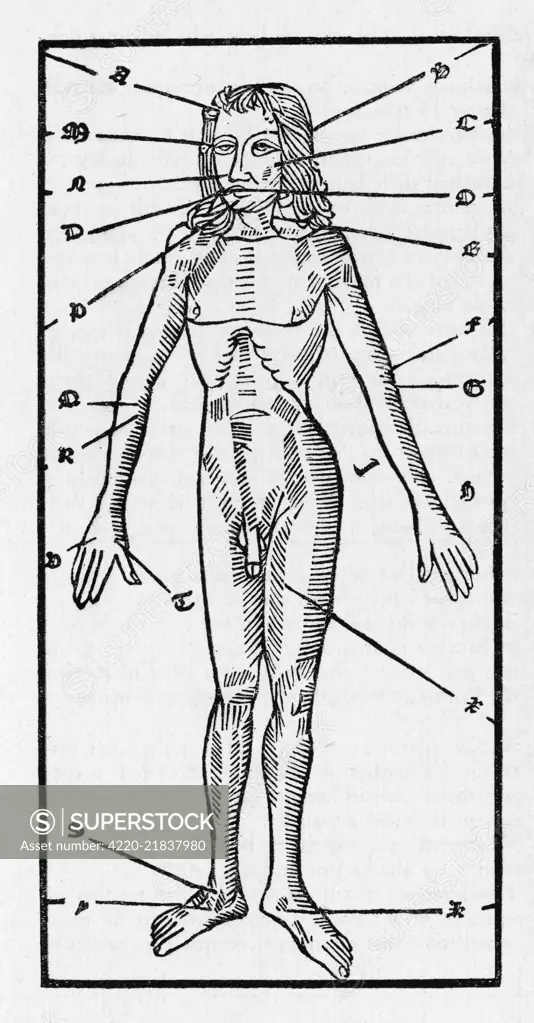 PHLEBOTOMY CHART OF THE  HUMAN BODY showing which  veins should be opened to  cure specific ailments by  letting blood      Date: 16th century