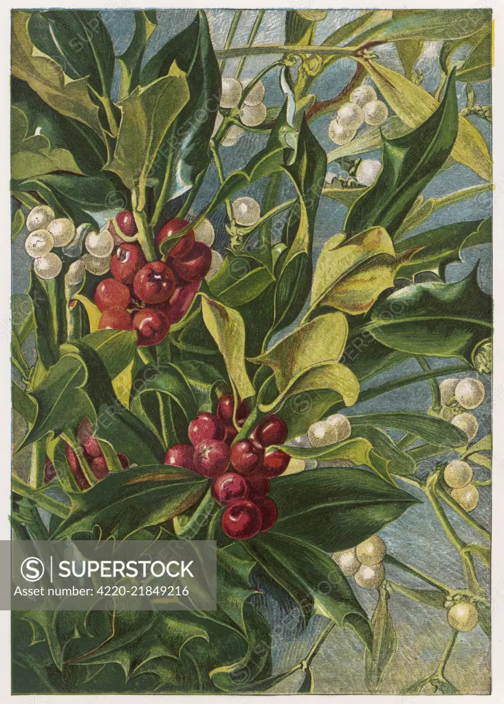  ILEX AQUIFOLIUM (HOLLY) and VISCUM ALBUM (MISTLETOE)    Date: 1863