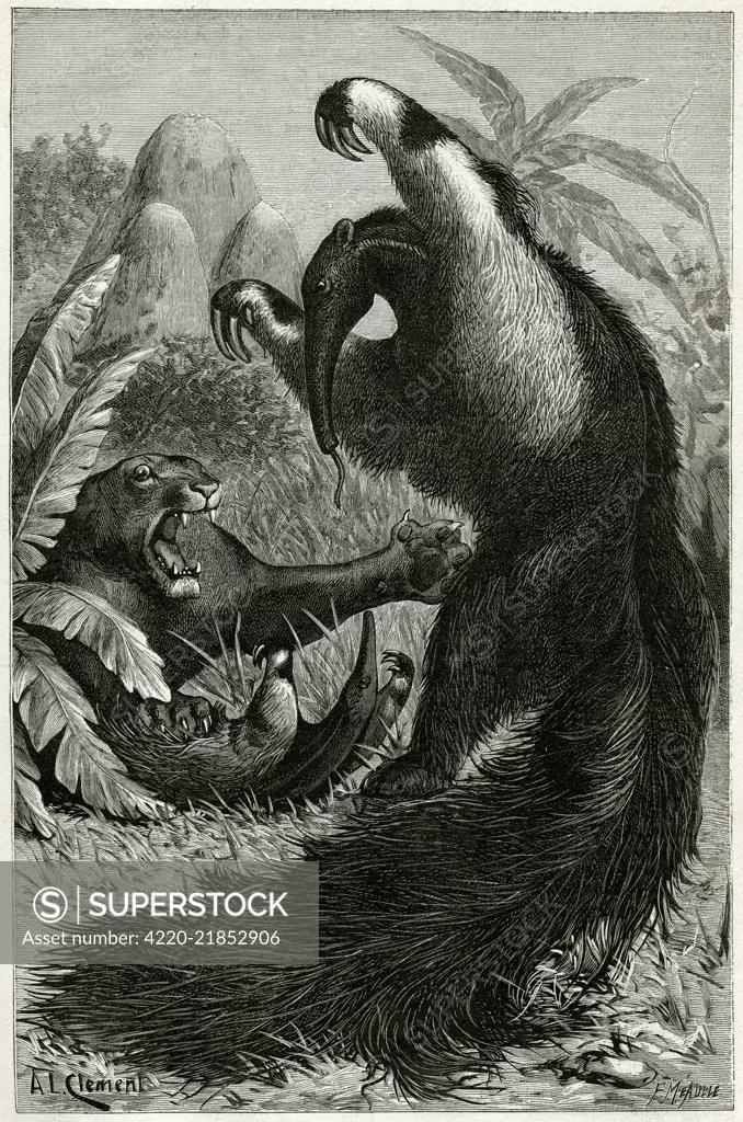 The great ant-eater  fighting a jaguar.  (myrmecophaga jubata)       Date: 1891