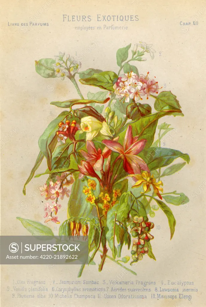  Exotic flowers used in making perfumes, including Jasmine,  Eucalyptus, Vanilla and  Mimosa.      Date: late 19th century