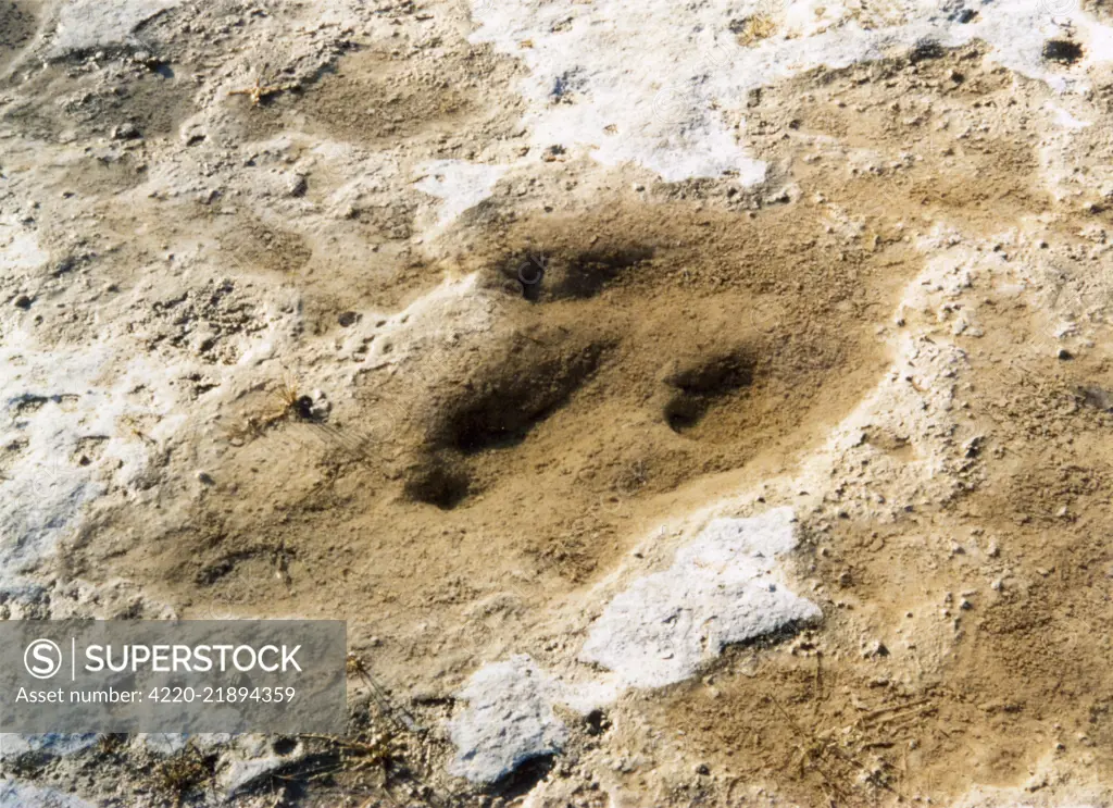  Dinosaur tracks in the earth  near Hondo, Texas.   