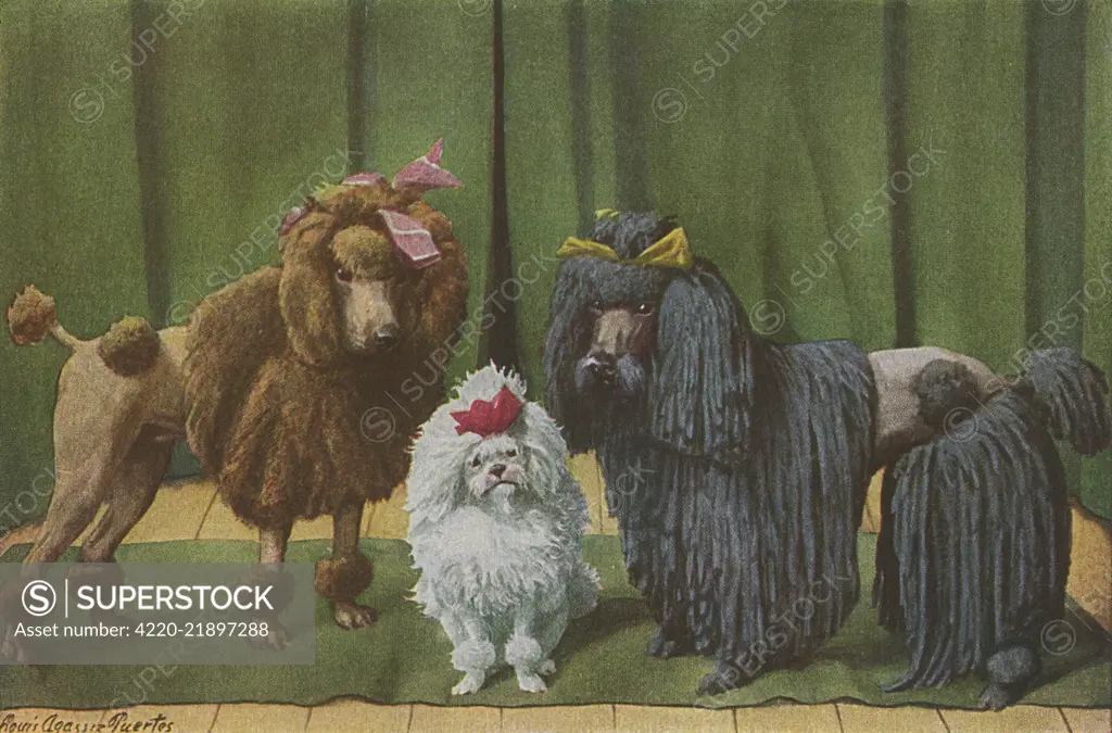 Three Poodles standing together, in front of a green curtain. One, a brown dog,  with a Poodle Clip, the second   a black, corded dog and a  third a white Toy dog.     Date: 1919