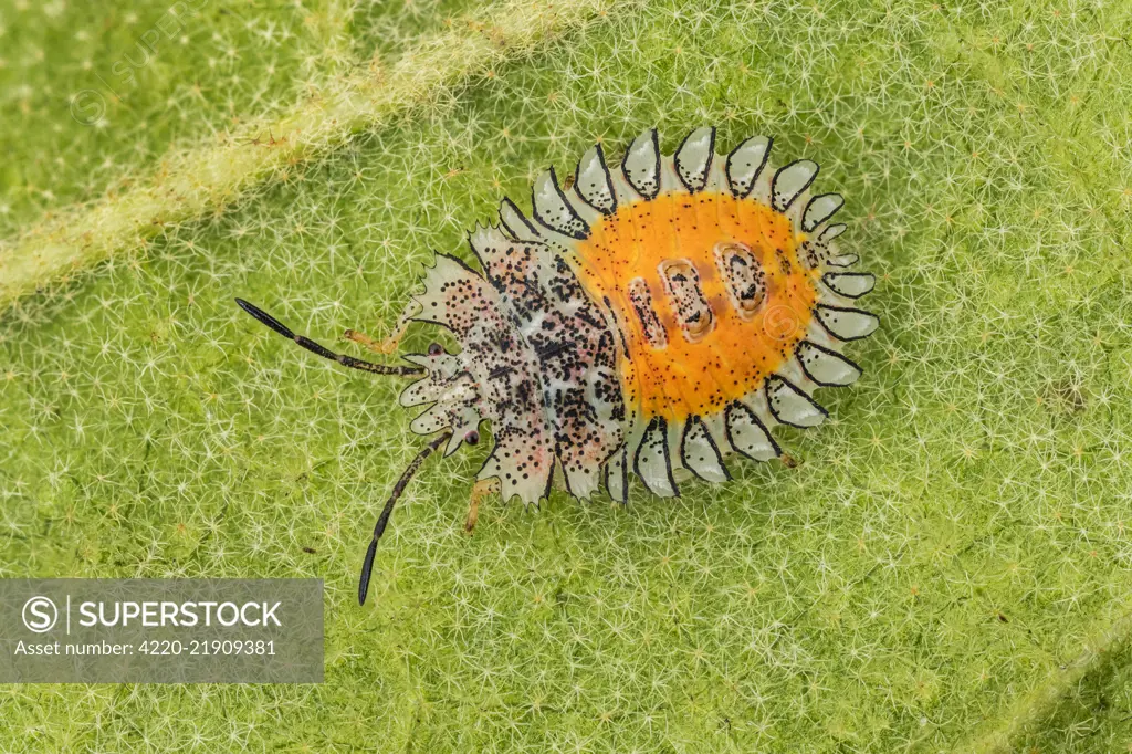 Stink Bug, larva, Cueva de los Guacharos National Park / Cave of the Oilbirds, Colombia Stink Bug, larva, Cueva de los Gucharos National Park / Cave of the Oilbirds, Colombia     Date: 