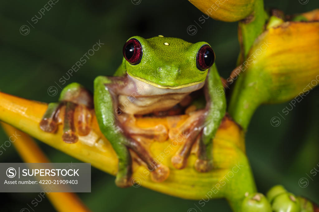 Spurrell's Leaf Frog