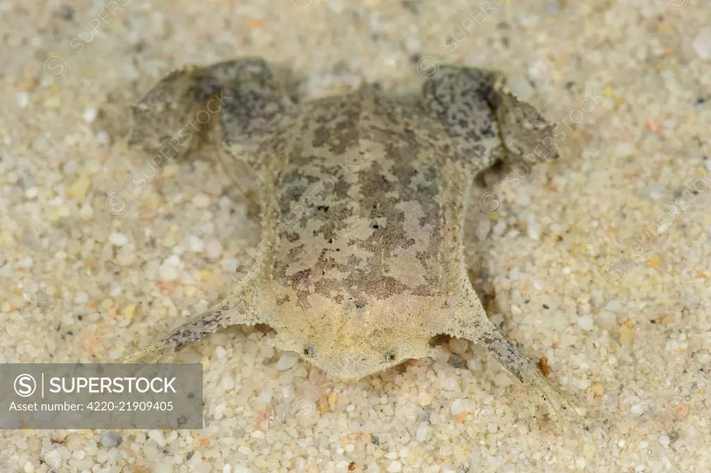 Common Suriname Toad / Star-fingered Toad, Leticia, Colombia     Date: 