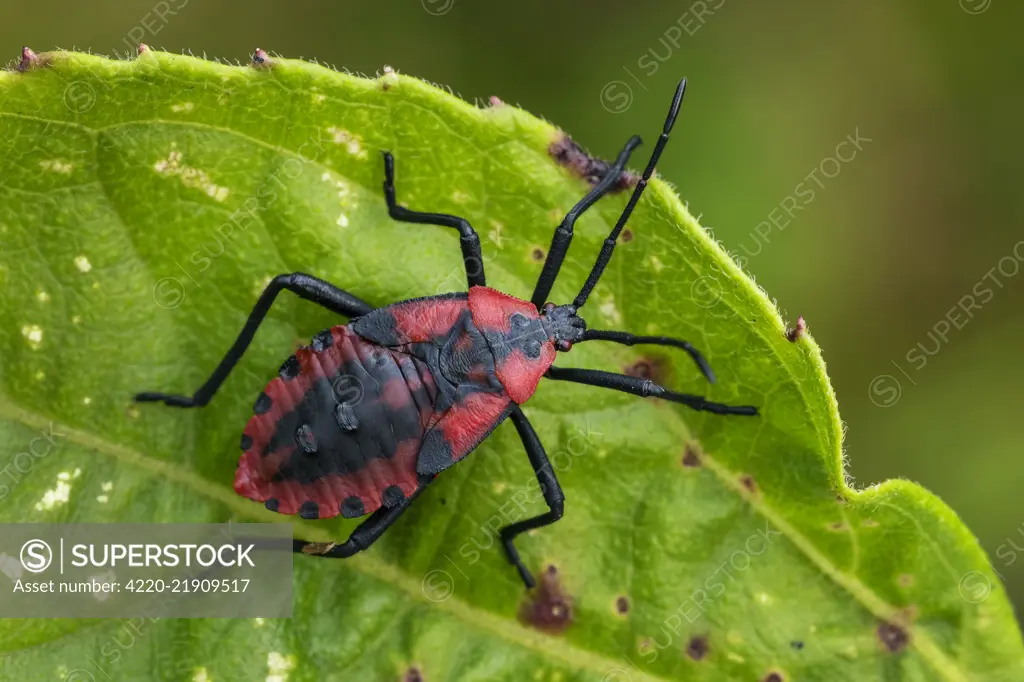 Stink Bug, larva, Cueva de los Guacharos National Park / Cave of the Oilbirds, Colombia Stink Bug, larva, Cueva de los Gucharos National Park / Cave of the Oilbirds, Colombia     Date: 