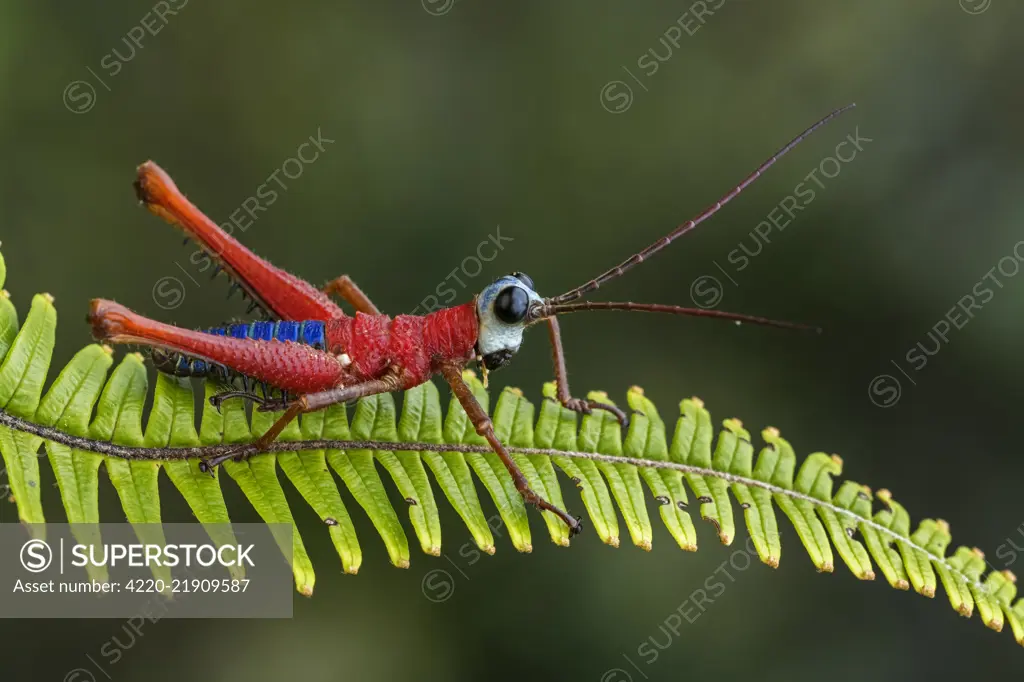 Red Blue White Monkey Hopper, grasshopper, Las Tangaras Bird Reserve, Choco, Colombia Red Blue White Monkey Hopper, grasshopper, Las Tngaras Bird Reserve, Choc, Colombia     Date: 