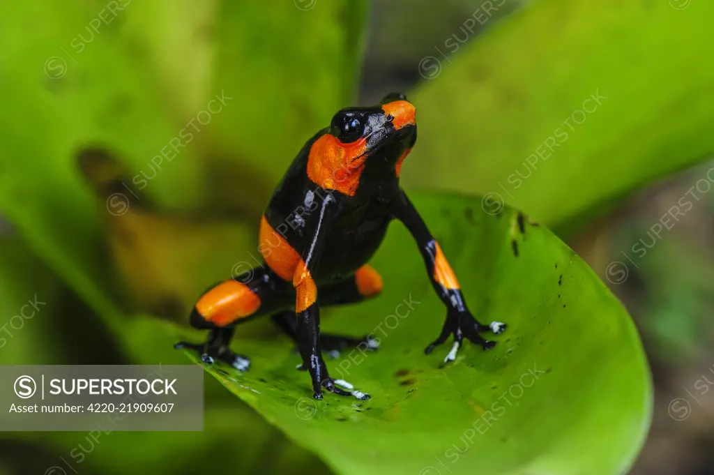 Red-banded Poison Frog / Lehmann's Poison Frog, Cauca, Colombia     Date: 