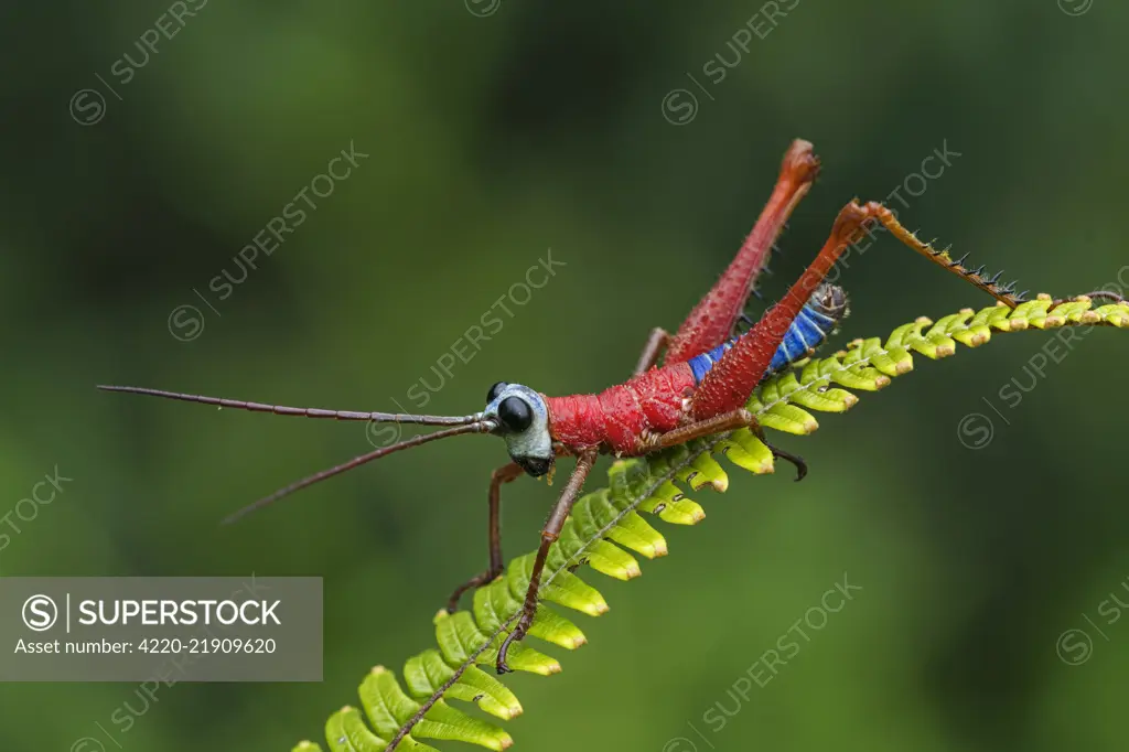 Red Blue White Monkey Hopper, grasshopper, Las Tangaras Bird Reserve, Choco, Colombia Red Blue White Monkey Hopper, grasshopper, Las Tngaras Bird Reserve, Choc, Colombia     Date: 