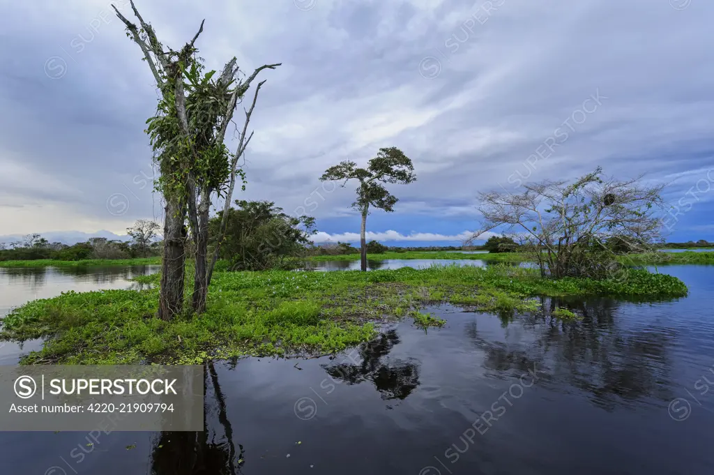 river Solimoes, flooded forest, Amazon, Mamiraua Reserve, Brazil river Solim&amp;,x1e6;es, flooded forest, Amazon, Mamirau Reserve, Brazil river Solimoes, flooded forest, Amazon, Mamiraua Reserve, Brazil river Solim&amp;,x1e6;es, flooded forest, Amazon, Mamirau Reserve, Brazil     Date: 