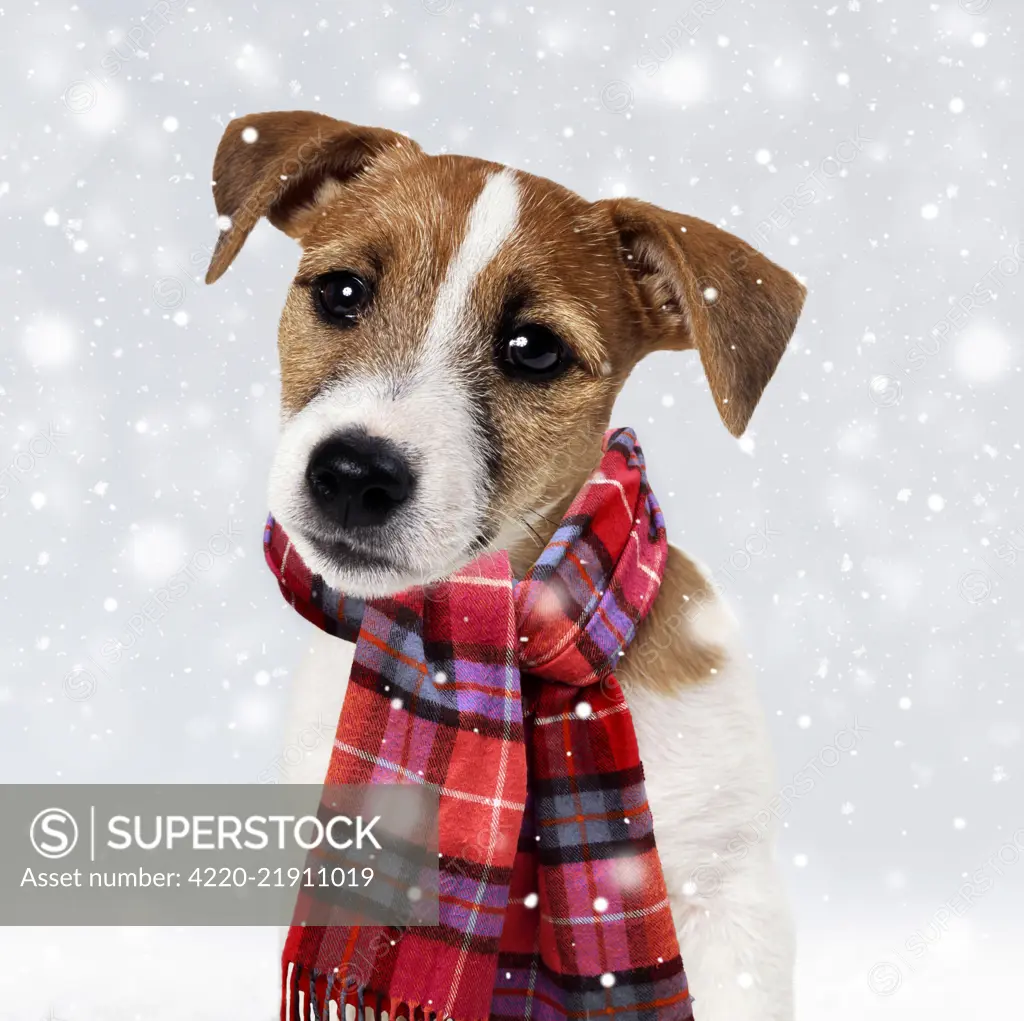 Dog - Jack Russell Terrier Puppy wearing Christmas scarf in winter snow     Date:   - dogs