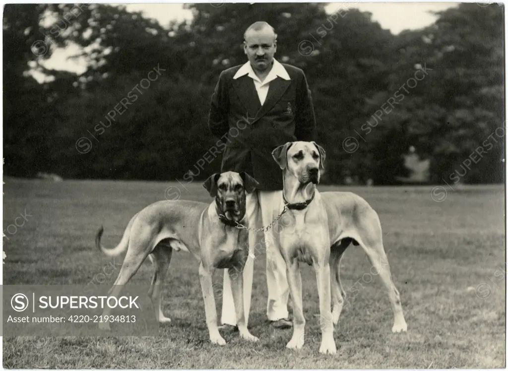 Man with two Great Dane dogs in a park.      Date: circa 1940s