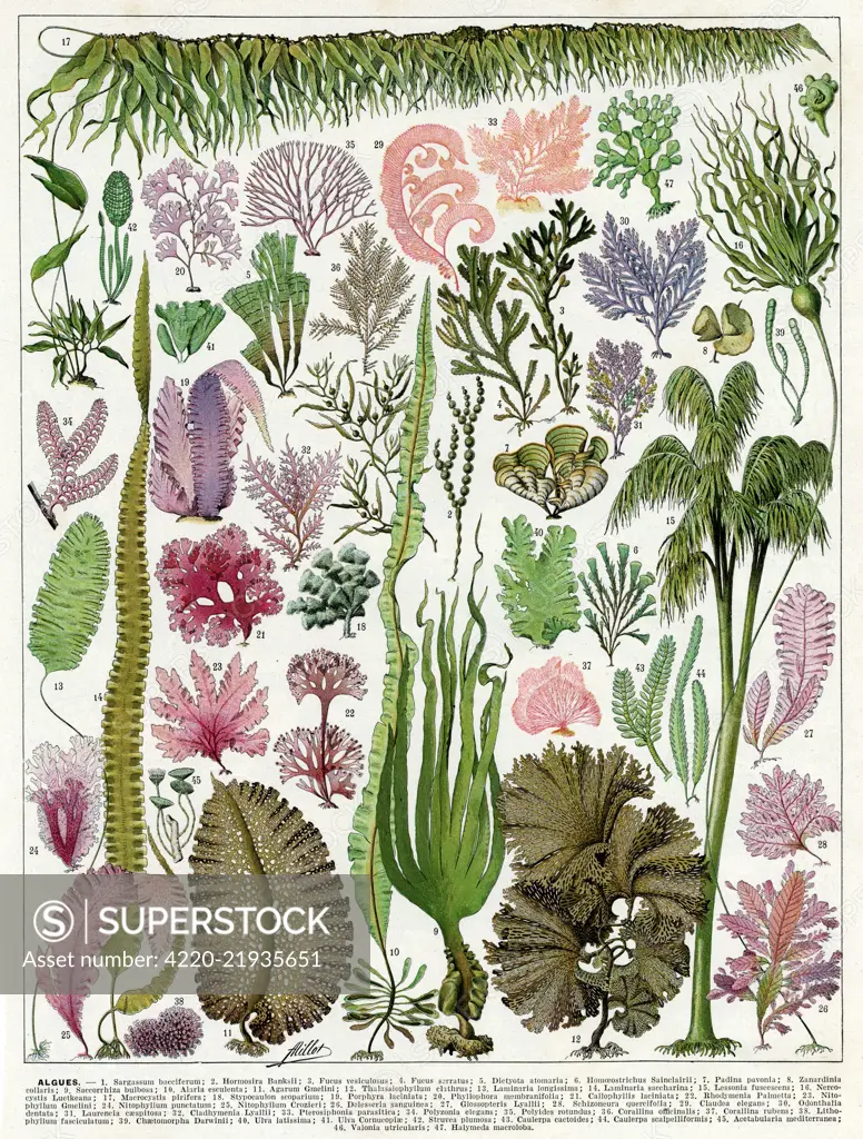 Illustration of many varieties of algae.     Date: 1930