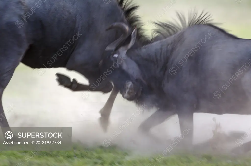 Blue Wildebeest - fighting at dawn - during the rainy season in green surroundings - Kalahari Desert, Kgalagadi Transfrontier Park, South Africa     Date: 