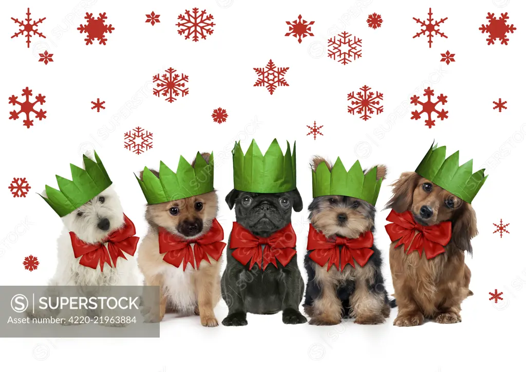 Dogs in Christmas party hats and bows, West highland white terrier puppy / Pomeranian X Chihuahua puppy / Black pug puppy / Miniature Yorkshire terrier puppy / Long-Haired Dachshund     Date: 