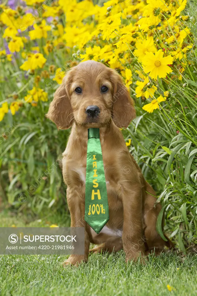 Dog - Irish / Red Setter puppy wearing St Patrick's day tie  Digital manipulation     Date: 