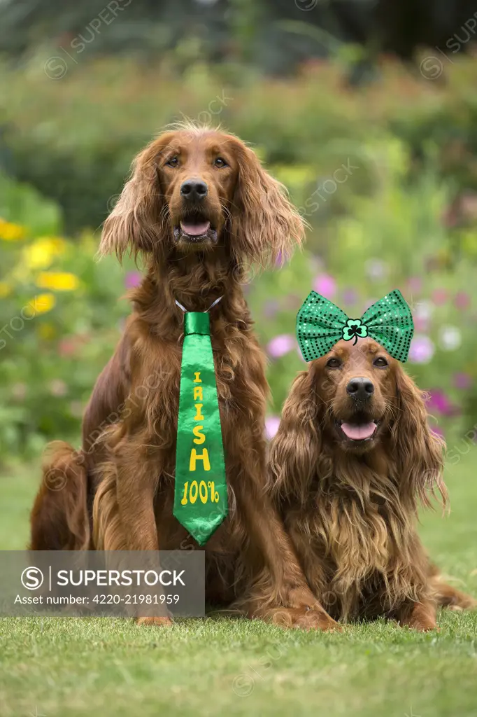 Dog - Two Irish / Red Setter dogs outdoors Digital manipulation   Date:   - dogs