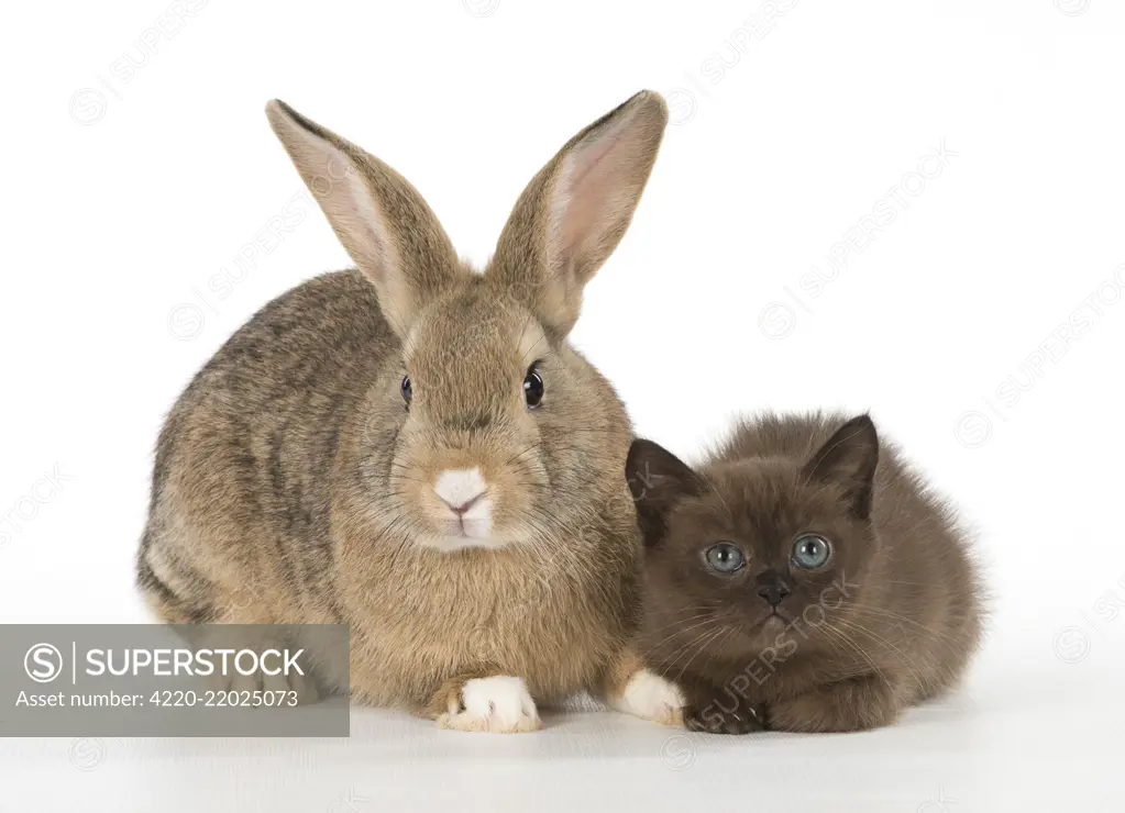 Rabbit, Pet rabbit ( agouti ) with asian kitten (chocolate ).     Date: 