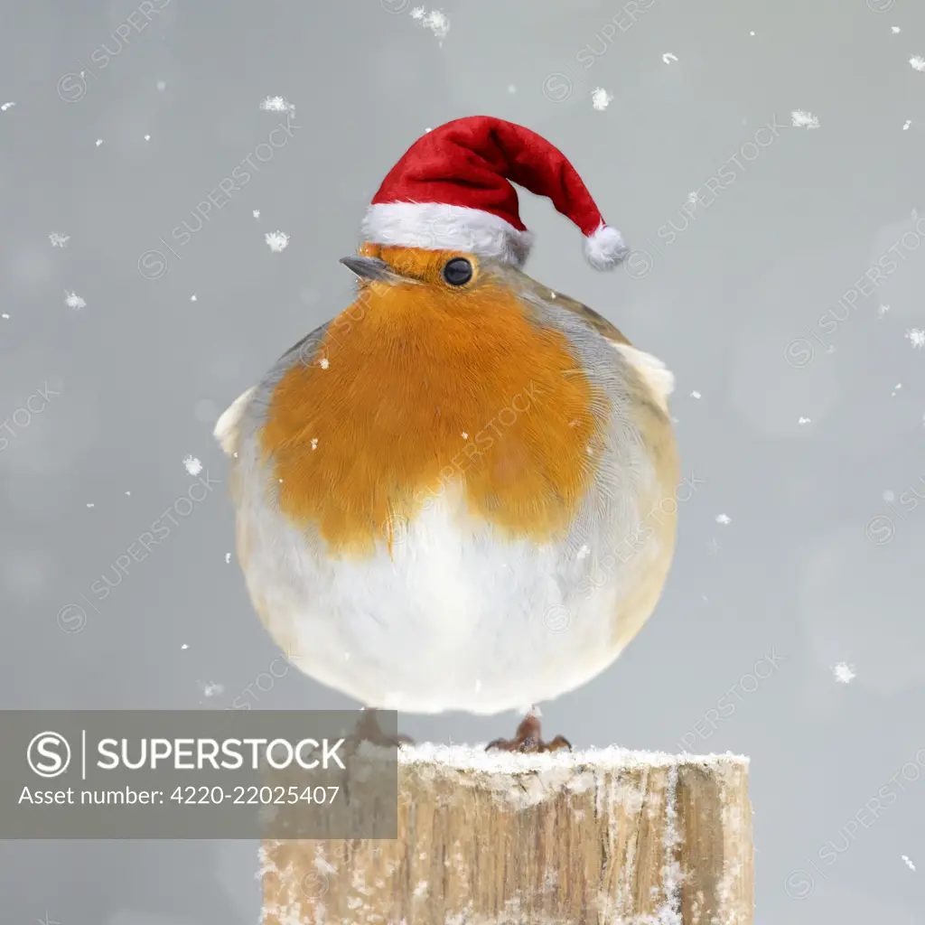 Robin wearing Christmas hat. Digital manipulation     Date: 