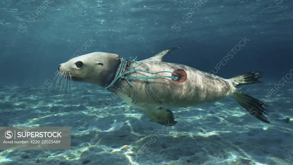 Sea lion, with nylon strings and piece of fishing net wrapped around his neck that caused him a deep wound. Hundreds of thousands of marine animals (fish, reptiles, birds and mammals) die every year in abandoned fishing gear in the ocean; cables, ghost ne.     Date: 